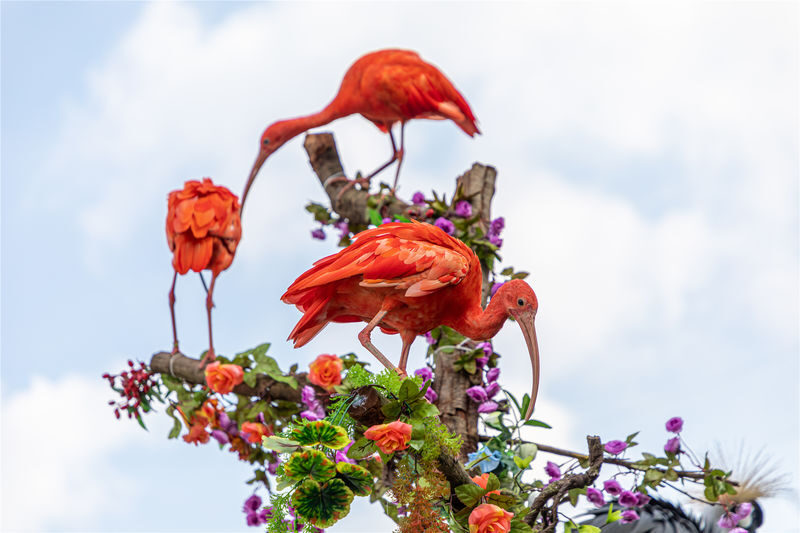 Chimelong Birds Park Guangzhou - Should you book Chimelong Birds Park?