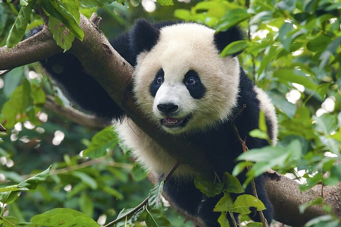 China Trip to Beijing, Xian, Chengdu, Shanghai & Yangtze Cruise - Itinerary Highlights