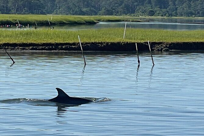 Chincoteague Dolphin Watching Boat Tour - Why This Tour Will Appeal to You