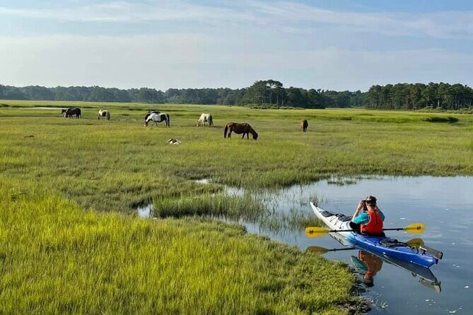 Chincoteague Kayak Rentals around Assateague Island - What to Expect from This Kayaking Tour  