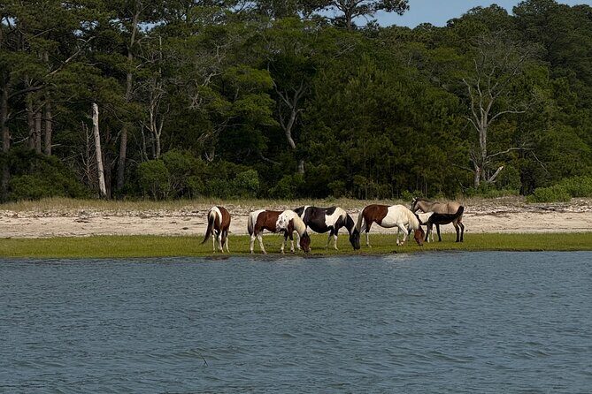 Chincoteague Wildlife Sunset Boat Tour - Who Will Love This Tour?
