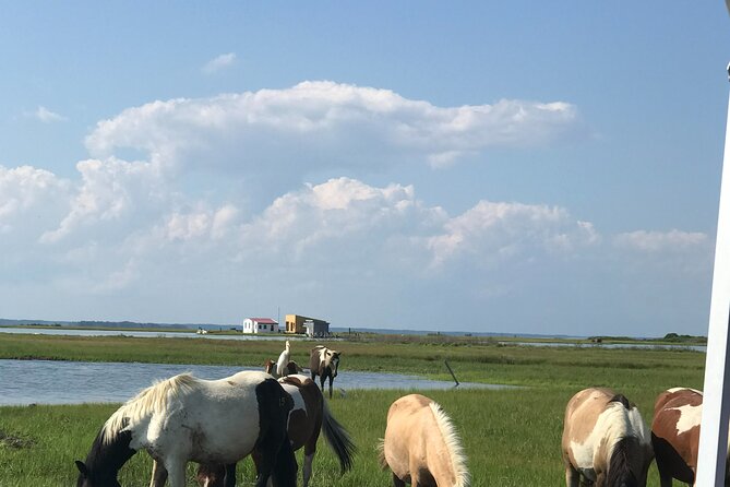 Chincoteagues Up The Bay Pony and Wildlife Tour by Boat - Overview and Ratings