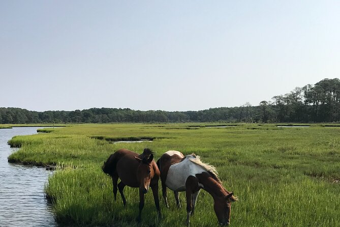 Chincoteagues Up The Bay Pony and Wildlife Tour by Boat - Whats Included