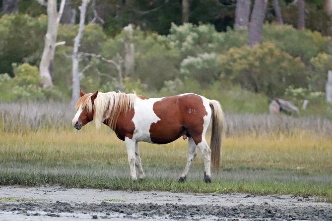 Chincoteagues Up The Bay Pony and Wildlife Tour by Boat - Directions