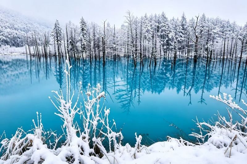 Chinese & English Guide: Hokkaido Popular Day Trip | Asahiyama Zoo & Biei Internet-Famous Trees & Shirasu Waterfall & Shirogane Blue Pond & Ningle Terrace (Sapporo Departure) - Asahiyama Zoo: two hours, with penguins to plan around