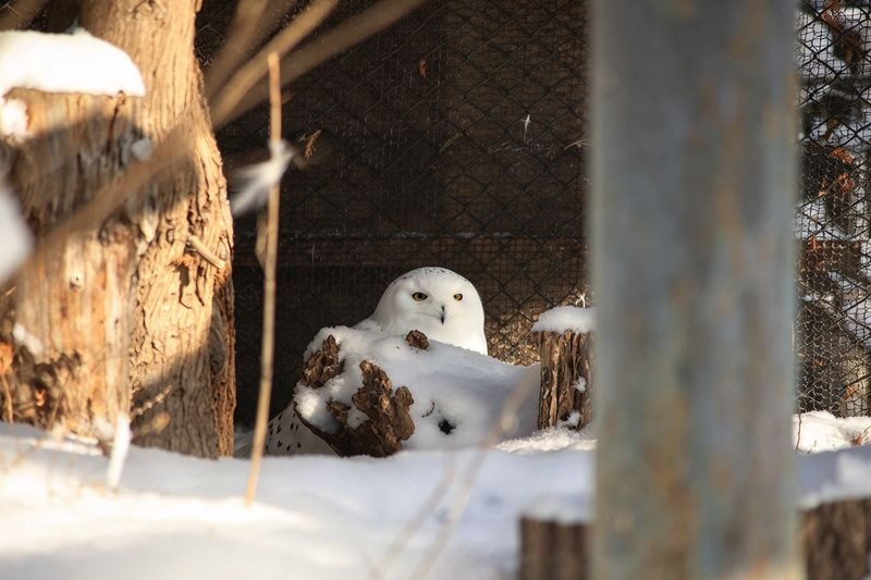 Chinese & English Guide: Hokkaido Popular Day Trip | Asahiyama Zoo & Biei Internet-Famous Trees & Shirasu Waterfall & Shirogane Blue Pond & Ningle Terrace (Sapporo Departure) - Ningle Terrace: cabins in the forest, on a tight clock