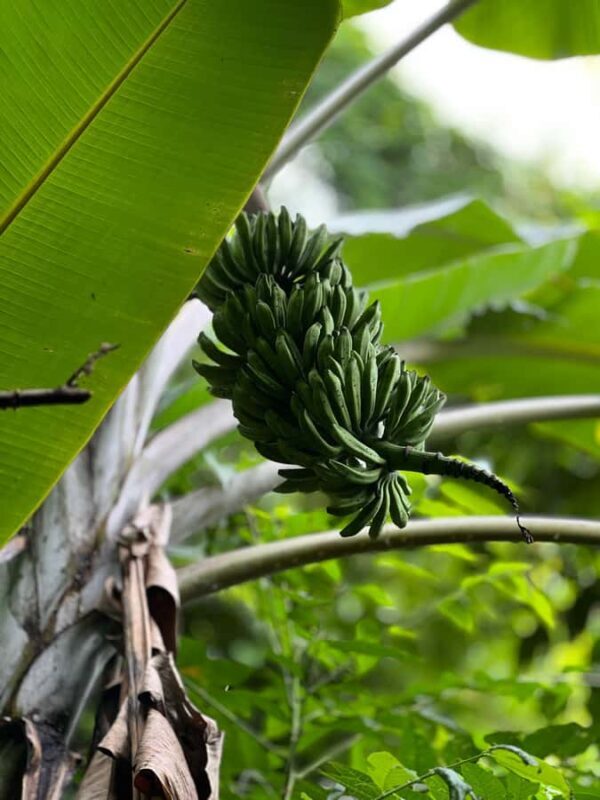 Chingmai Sunrise Hike & Cultural Traditions - Back to Chiang Mai