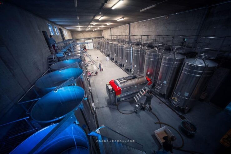 Chinon : Discovery Tours and Wine Tasting - Highlights of the Experience