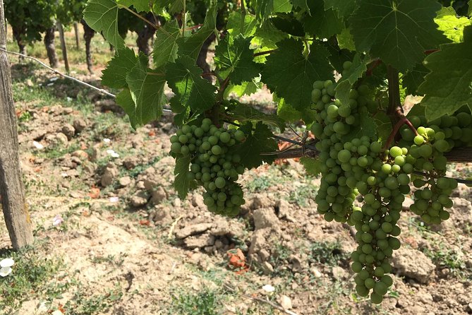 Chinon Wine Tour by Bike With Picnic Lunch - Additional Information and Requirements