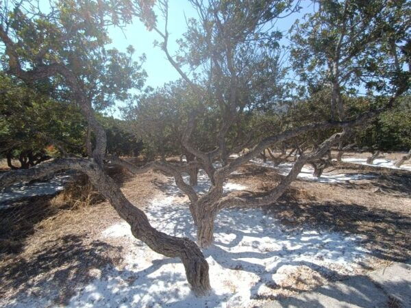Chios: Half-Day Sightseeing Tour - Windmills and Photostop