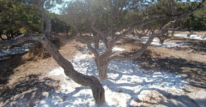 Chios: Mastiha Shore Excursion - Highlights of the Excursion