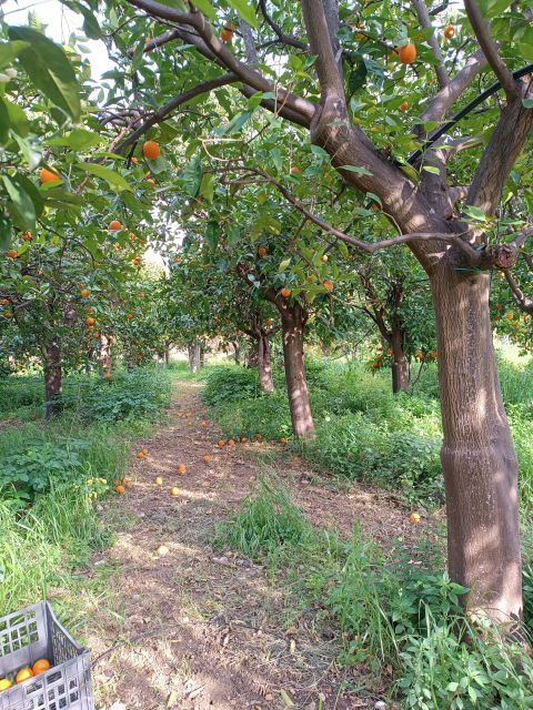 Chios: Orange Farm Trip & Tasting - Citrus Museum Visit - Location Information