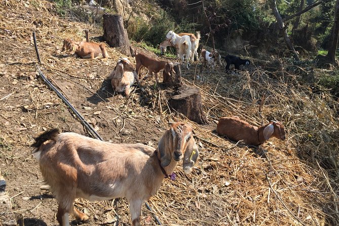 Chisapani and Nagarkot 3-Day Hiking From Kathmandu - Personal Expenses and Tips