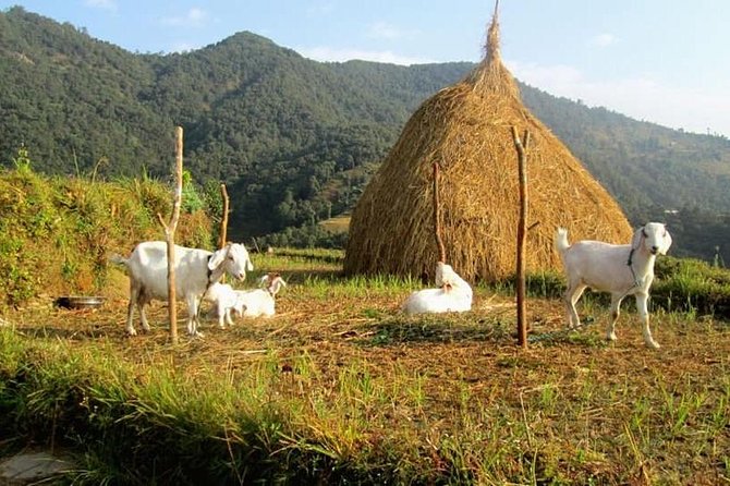 Chisapani Danda And Birchok Day Hike From Pokhara - Overview and Inclusions