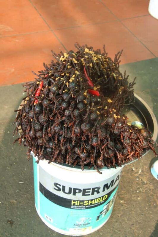 Chiso temple, Neang kmoa, and Taprum temple historical Tour - Good To Know