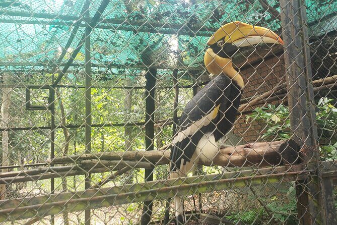 Chisor mountain,Ta Moa Zoo ,Ta Prom temple Tour - An In-Depth Look at the Tour Experience