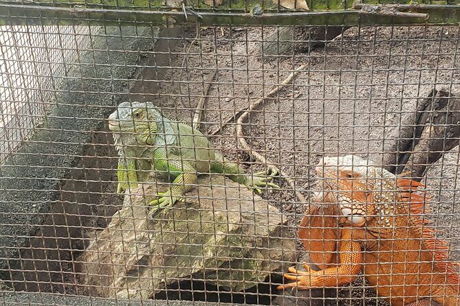 Chisor mountain,Ta Moa Zoo ,Ta Prom temple Tour - Who Is This Tour Best For?