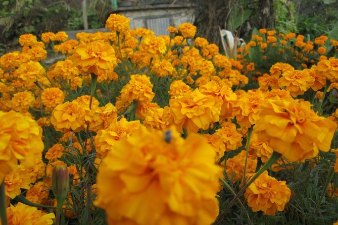 Chitlang Village Trek 3 Days - The Sum Up