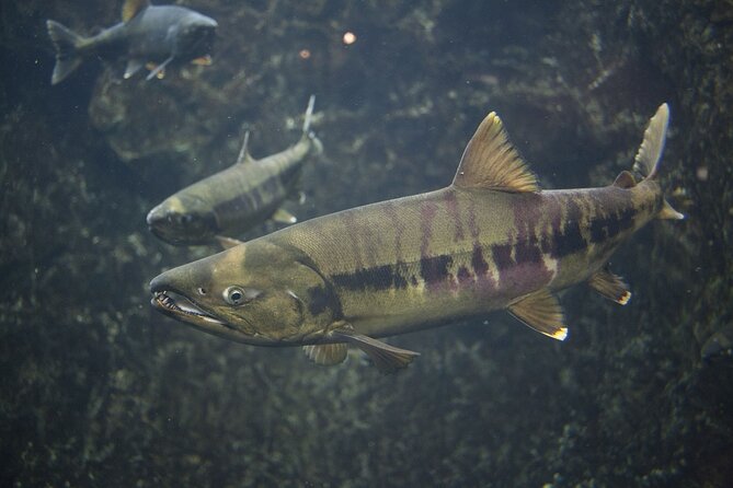 Chitose River Upstream Viewing Tour to Experience Salmon Culture - Additional Information