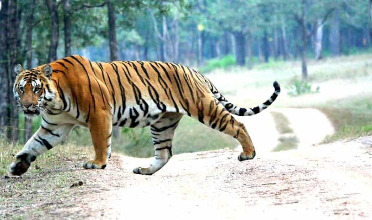 Chitwan 1 Night 2 Day Wildlife Adventure - Tour Overview