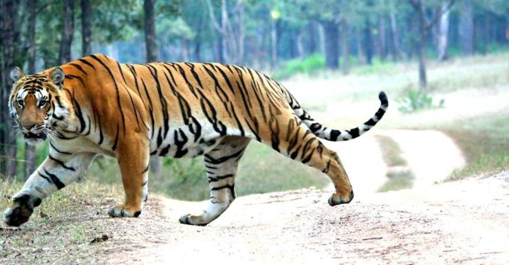 Chitwan 1 Night 2 Day Wildlife Adventure - Wildlife Encounters