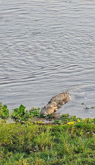 Chitwan: 2 Full day jungle walk with Canoeing all inclusive - An In-Depth Look at the Chitwan Safari Experience