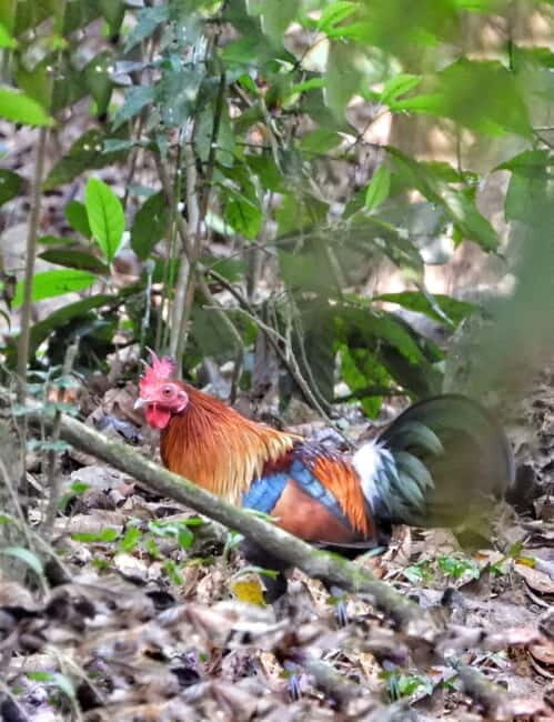 Chitwan: 2 Full day jungle walk with Canoeing all inclusive - Final Thoughts