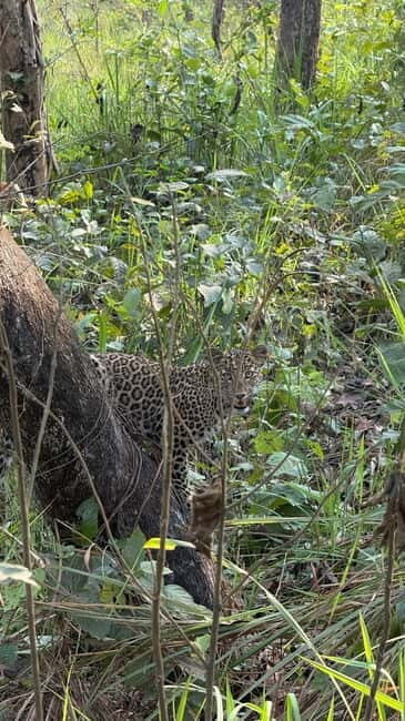 Chitwan: 2 Full day jungle walk with Canoeing all inclusive - Who Should Consider This Tour