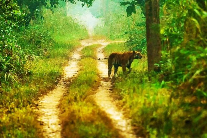 Chitwan: 2-Night 3-Day Highlights Tour With Accommodation - Day 2 Adventures
