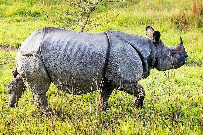Chitwan 2 Nights All Inclusive Jungle Safari Tour - What Makes This Tour Special