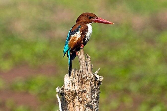 Chitwan 2 Nights All Inclusive Jungle Safari Tour - Authentic Experiences and Practical Tips