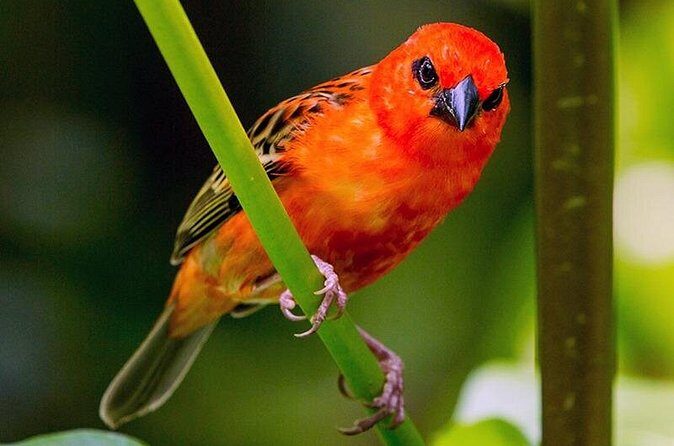 Chitwan 2 Nights All Inclusive Jungle Safari Tour - Who Should Consider This Tour?