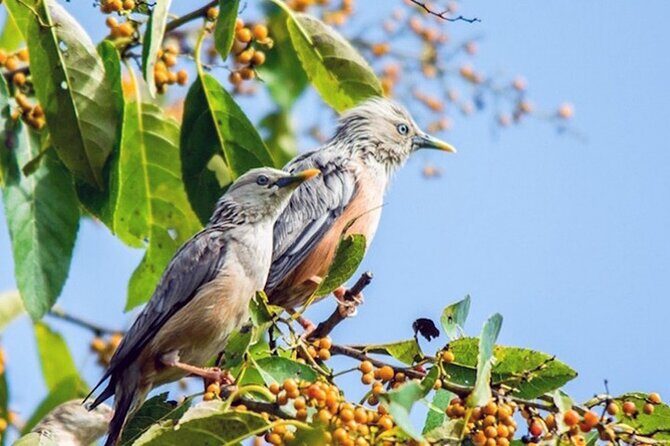 Chitwan 2 Nights All Inclusive Jungle Safari Tour - An In-Depth Look at the Tour Itinerary