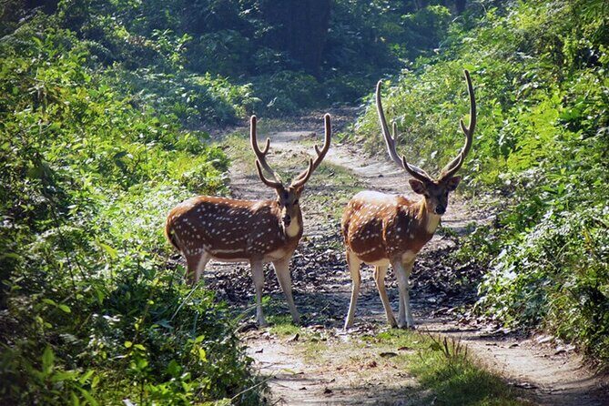 Chitwan 2 Nights All Inclusive Jungle Safari Tour - The Sum Up