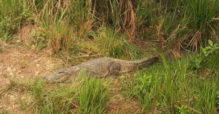 Chitwan: 3 Day Chitwan National Park Guided Tour - Tour Overview and Pricing