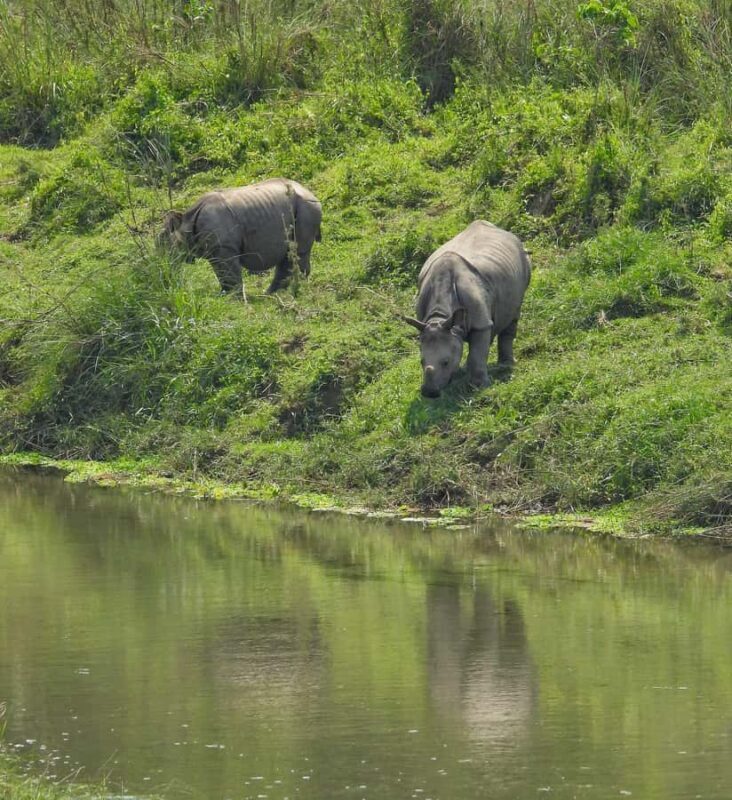 Chitwan: 3-Day Jungle Walk, Canoe Ride, and Jeep Safari back - Good To Know