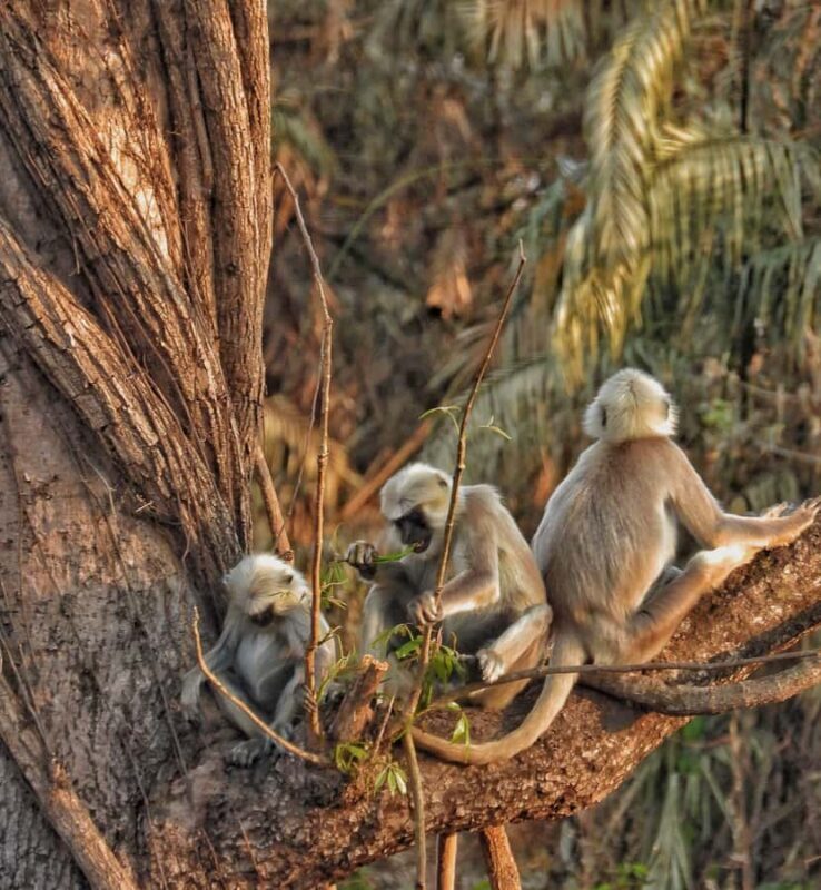 Chitwan: 3-Day Jungle Walk, Canoe Ride, and Jeep Safari back - Introduction: A Well-Rounded Nepalese Wildlife and Culture Tour