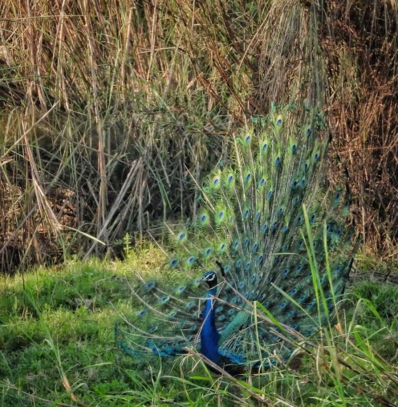 Chitwan: 3-Day Jungle Walk, Canoe Ride, and Jeep Safari back - FAQs