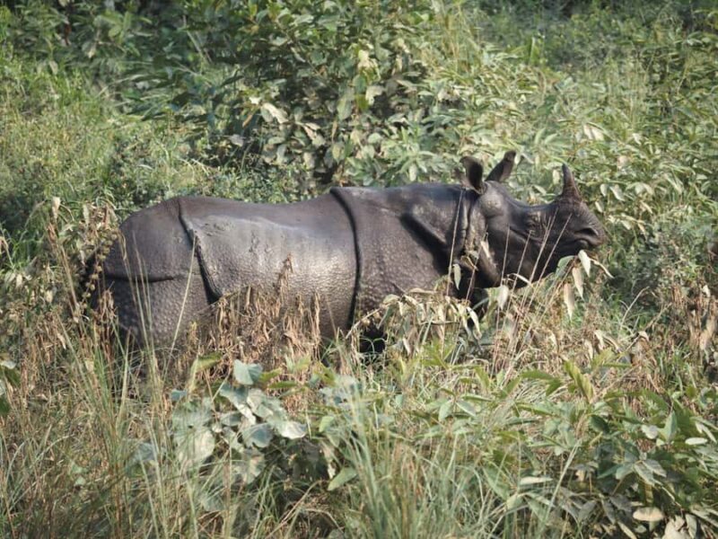 Chitwan: 3-Day Jungle walk with Canoeing and Tree house - FAQ