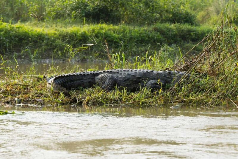 Chitwan: 3-Day Jungle walk with Canoeing and Tree house - Good To Know