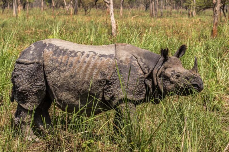 Chitwan: 3-Day Luxury Safari with Room, Meals & Transfers - Good To Know