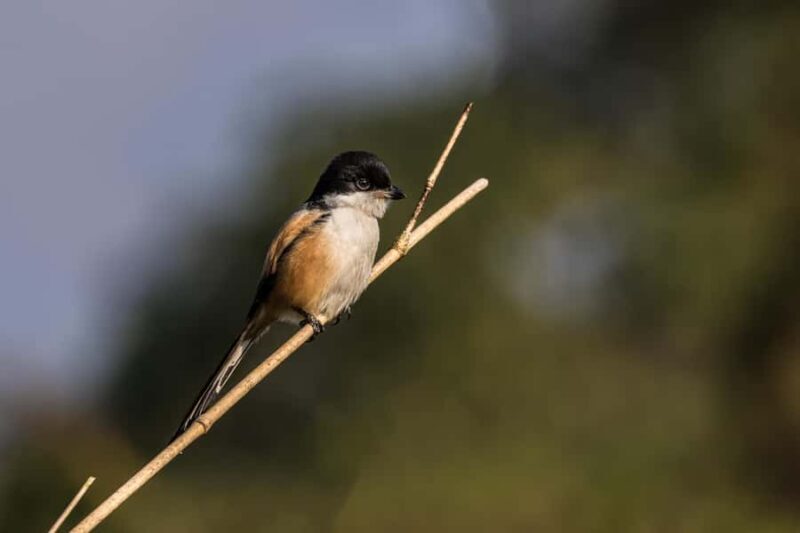 Chitwan: 3-Day Luxury Safari with Room, Meals & Transfers - Exploring the Chitwan Experience