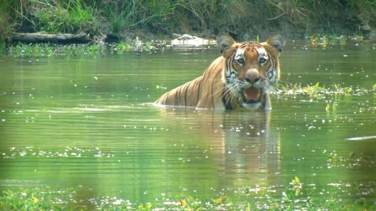 Chitwan: 3-Day National Park Tour With Wildlife Safari - Itinerary Breakdown