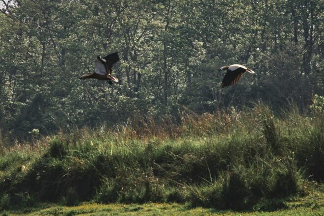 Chitwan: 3-Day National Park Tour With Wildlife Safari - What to Bring