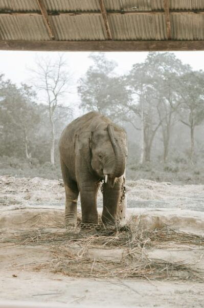 Chitwan: 3-Day National Park Tour With Wildlife Safari - Exclusions and Restrictions