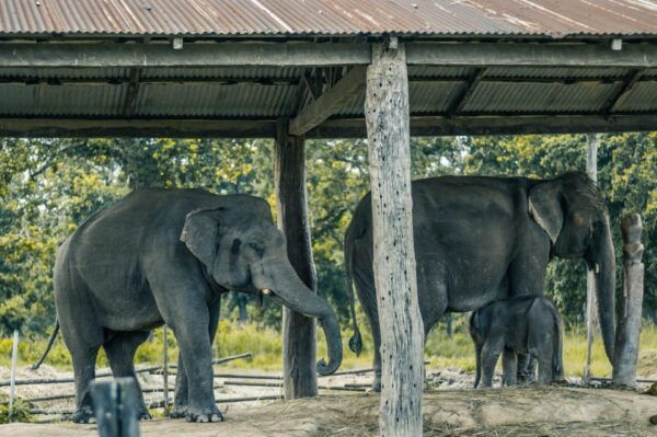 Chitwan: 3-Day National Park Tour With Wildlife Safari - Tips for an Enjoyable Safari