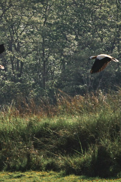 Chitwan: 3-Day National Park Tour With Wildlife Safari - Questions You May Have