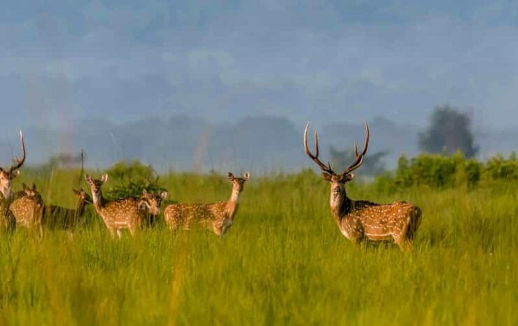 Chitwan: 3 Days Chitwan Jungle Tour by Jeep and Canoe Trip - Day 1 Itinerary
