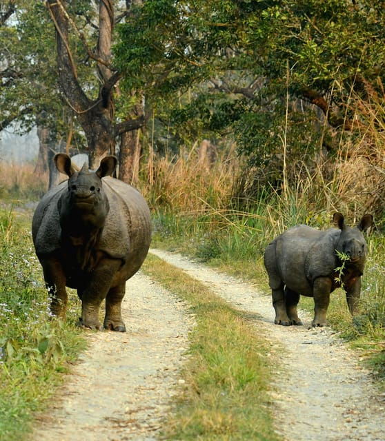 Chitwan: 3 Days Chitwan Jungle Tour by Jeep and Canoe Trip - Day 3 Highlights