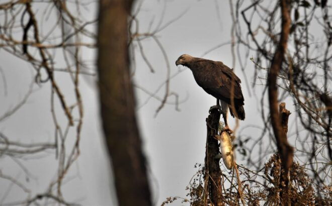Chitwan: 3 Days Chitwan Jungle Tour by Jeep and Canoe Trip - Wildlife and Cultural Insights